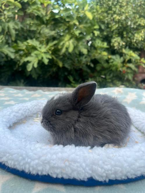 Baby dwergkonijntje man mag meteen mee, Dieren en Toebehoren, Konijnen, Dwerg, Mannelijk, 0 tot 2 jaar
