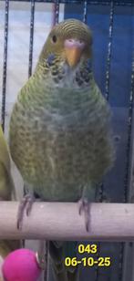 Groene blackface, Dieren en Toebehoren, Meerdere dieren, Parkiet, Geringd