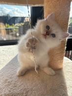 Ragdoll poesje - December beschikbaar, Dieren en Toebehoren, Katten en Kittens | Raskatten | Langhaar, Poes, Gechipt, 0 tot 2 jaar