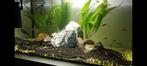 Aquarium 60cm30cm30cm, Dieren en Toebehoren, Ophalen, Zo goed als nieuw, Leeg aquarium