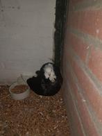 Cappucijner duif, Dieren en Toebehoren, Vogels | Duiven, Mannelijk, Overige soorten