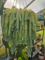 Hangplant Sedum Morganianum (Burro's Tail), Tuin en Terras, Overige soorten, Volle zon, Vaste plant, Ophalen of Verzenden
