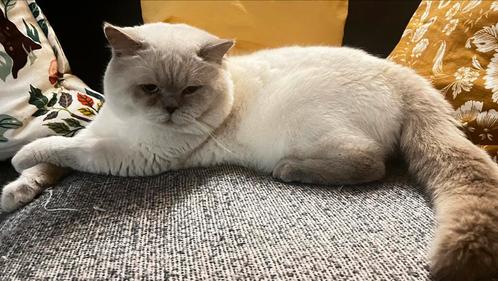 Dekkater britse korthaar, Dieren en Toebehoren, Katten en Kittens | Dekkaters, 0 tot 2 jaar