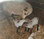 Stel stelletjes stellen schapen schaap lam lammeren, Dieren en Toebehoren, Schapen, Geiten en Varkens, Meerdere dieren, Schaap