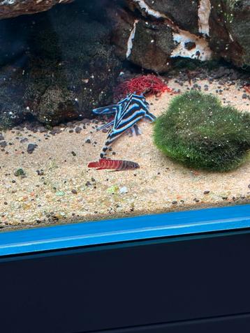 L46 beschikbaar voor biedingen