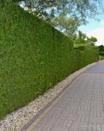 Hagen / tuin en erf afscheiding, Ophalen, Beukenhaag, 100 tot 250 cm