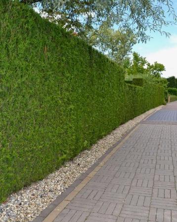 Hagen / tuin en erf afscheiding beschikbaar voor biedingen