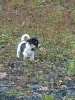 Hoi.  Mag ik bij jou wonen?Jack Russell pup reu, Dieren en Toebehoren, Honden | Jack Russells en Terriërs, Jack Russell Terriër