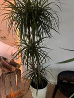 Dracaena Marginata ZONDER pot, Ophalen, Halfschaduw, 150 tot 200 cm