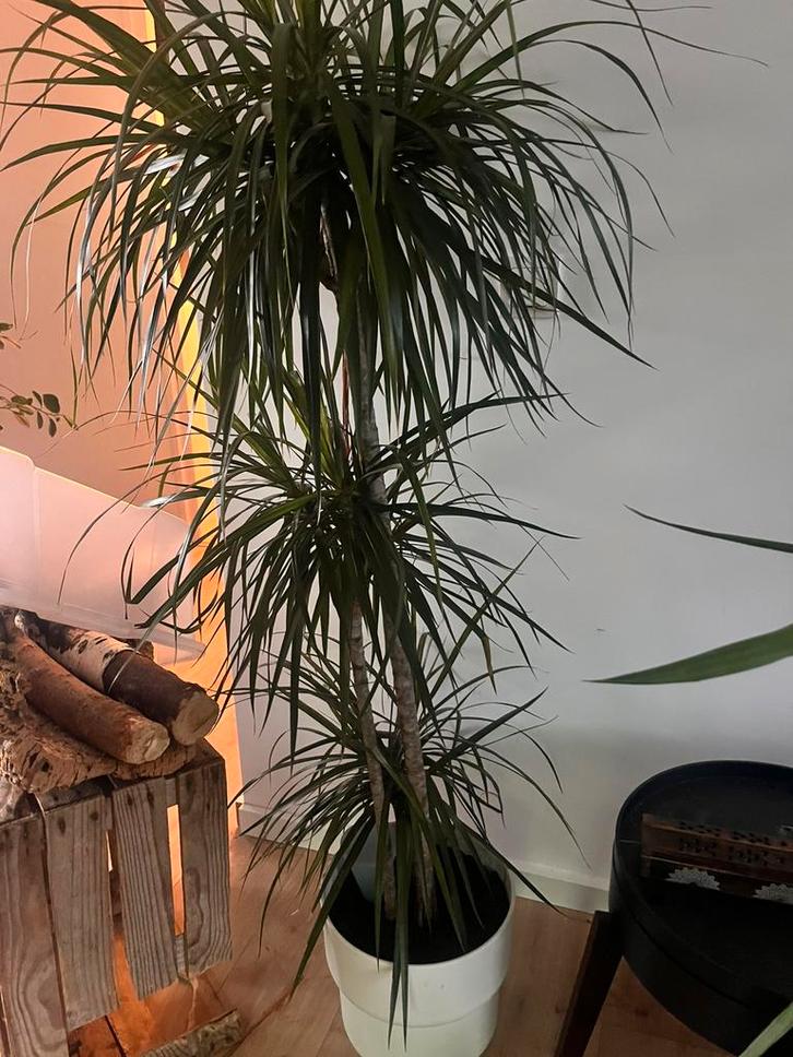 Dracaena Marginata ZONDER pot, Huis en Inrichting, Kamerplanten, 150 tot 200 cm, Halfschaduw, Ophalen