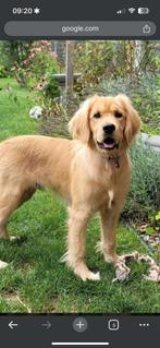 GEZOCHT: golden cocker spaniël, Dieren en Toebehoren, Golden retriever, 8 tot 15 weken, Geslacht onbekend, Eén hond