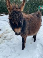 Miniature ezels, Dieren en Toebehoren, Overige Dieren, Oktober, Meerdere dieren