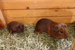 Cavia's, Dieren en Toebehoren, Knaagdieren, Juli, Mannelijk, Cavia