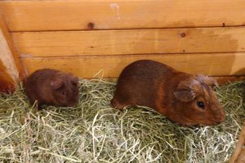 Cavia's beschikbaar voor biedingen