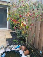 Sier appelboom 2 stuk, Ophalen, Lente, Volle zon, Overige soorten