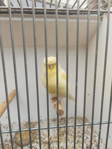Gloster grizzel beschikbaar voor biedingen