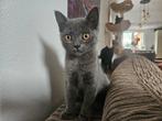 Prachtig Britse korthaar vrouwtje 14weken jong, Dieren en Toebehoren, Katten en Kittens | Raskatten | Korthaar, Poes