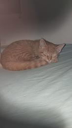 Lieve rustige kitten te koop, Dieren en Toebehoren, Katten en Kittens | Overige Katten, Kater