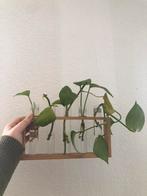 Pothos stekjes (0,50 =2 steks), Huis en Inrichting, Kamerplanten, Overige soorten, Minder dan 100 cm, Ophalen of Verzenden, Halfschaduw