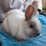 Lief konijntje. Licht grijs., Dieren en Toebehoren, Mannelijk, Middelgroot