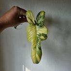 Philodendron stekken op water, Huis en Inrichting, Kamerplanten, Ophalen of Verzenden, Minder dan 100 cm