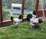 Toom lakenvelder kippen., Meerdere dieren, Kip
