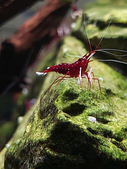 Mooie Sulawesi garnalen, Dieren en Toebehoren, Vissen | Aquariumvissen, Kreeft, Krab of Garnaal