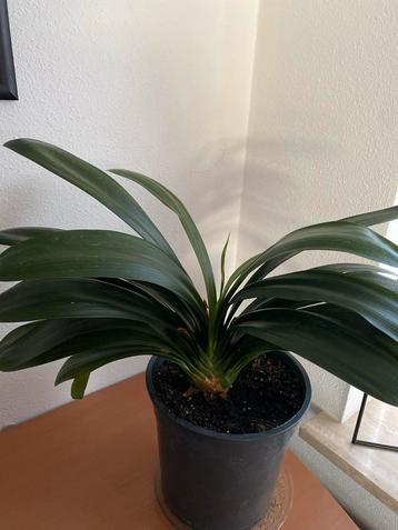Clivia kamerplant beschikbaar voor biedingen
