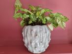 Bloempot met plant, Ophalen, Rond, Aardewerk, Minder dan 25 cm
