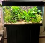Aquarium, Dieren en Toebehoren, Vissen | Aquaria en Toebehoren, Ophalen of Verzenden, Gebruikt, Gevuld zoetwateraquarium