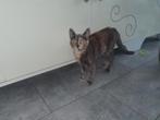 Kittens 6 maanden oud, Dieren en Toebehoren, Meerdere dieren, 0 tot 2 jaar