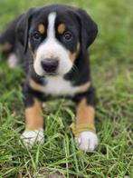 Zwitserse Sennenhond pups x Appenzeller, Dieren en Toebehoren, Honden | Dekreuen, Rabiës (hondsdolheid), 8 tot 15 weken, Meerdere dieren