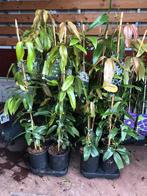 Groenblijvende clematis  4 soorten kleine voorraad bestellen, Halfschaduw, Zomer, Vaste plant, Klimplanten