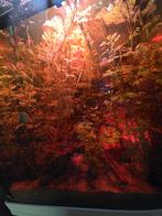 Cabomba furcata, Dieren en Toebehoren, Vissen | Aquaria en Toebehoren, Ophalen, Nieuw, Plant(en), Steen of Hout