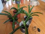 Sansevieria / haworthia soort - vetplant, Huis en Inrichting, Ophalen, Overige soorten, Minder dan 100 cm