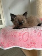 Nog 1! Seal/sepia mink 100% ragdoll poesje beschikbaar, Dieren en Toebehoren, Katten en Kittens | Raskatten | Langhaar, Meerdere dieren