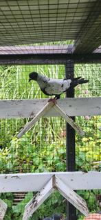 Mooie spreeuw duivin, Dieren en Toebehoren, Vogels | Duiven, Vrouwelijk, Kropper