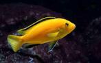 koppel careleus yellow malawichcilide 10cm te koop, Vis, Zoetwatervis
