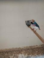 Bewezen koppel gouldamadines blauw en wit, Dieren en Toebehoren, Vogels | Overige Vogels, Meerdere dieren, Geringd