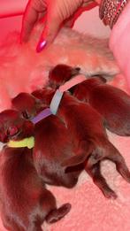 Pomeriaan kruizing shih tzu pups, Dieren en Toebehoren, Honden | Niet-rashonden, Rabiës (hondsdolheid), 8 tot 15 weken, Geslacht onbekend