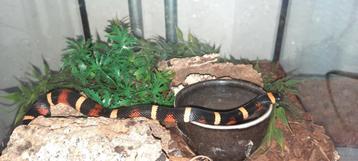 Pueblan milk snake man (Lampropeltis triangulum campbelli) beschikbaar voor biedingen