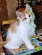 Nog 1 Maine coon mannetje, Dieren en Toebehoren, Katten en Kittens | Raskatten | Langhaar, Meerdere dieren, Ontwormd, 0 tot 2 jaar