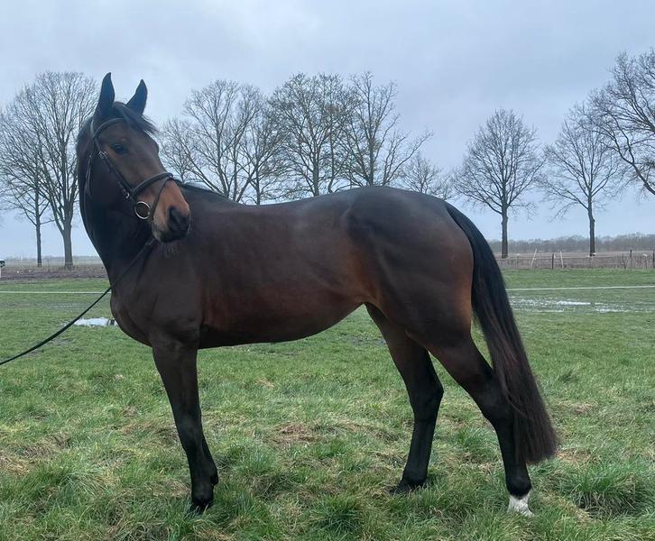 Te koop: 4 jarige merrie, Dieren en Toebehoren, Paarden, Merrie, Zadelmak, 175 cm of meer, 3 tot 6 jaar, Recreatiepaard