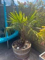 Palmboom, Tuin en Terras, Volle zon, Ophalen of Verzenden, 100 tot 250 cm, Zomer