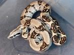 1.1 boa constrictor longicauda meltzer lijn cb 23, Dieren en Toebehoren, Slang, 0 tot 2 jaar