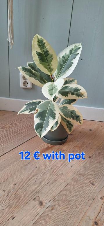 Plant  beschikbaar voor biedingen