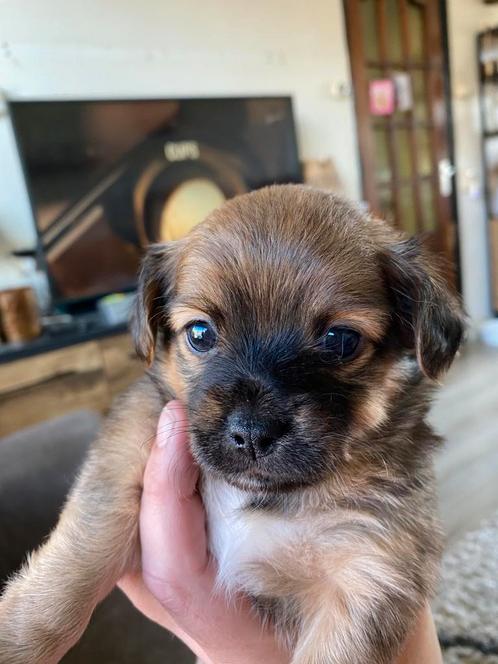Kruising chihuahua puppy’s, Dieren en Toebehoren, Honden | Chihuahua's en Gezelschapshonden, Teef, Chihuahua, Particulier, Meerdere