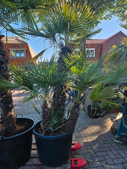 Multistammen Chamaerops en Trachycarpus, Tuin en Terras, Planten | Bomen, Palmboom, Volle zon, Zomer, Ophalen of Verzenden