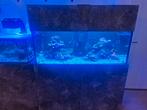 Zeeaquarium met neptune Systeem, Dieren en Toebehoren, Vissen | Aquaria en Toebehoren, Ophalen, Zo goed als nieuw