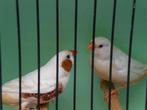 isabel zebravink, Dieren en Toebehoren, Vogels | Overige Vogels, Mannelijk, Tropenvogel, Geringd